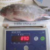 Frozen Tilapia thumbnail-3