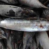 Seafrozen Whole Round Bonito Tuna Fish Made in China thumbnail-3