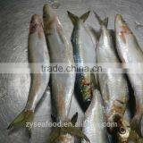 Frozen Sardine Fish thumbnail-3