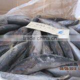 New Frozen Bonito Tuna From China thumbnail-1