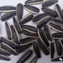 Raw Natural Chinese Black Sunflower Seeds for Planting thumbnail-1