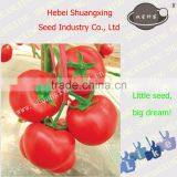 Hot sale Chinese cheap tomato seed for good quality