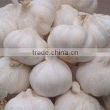 Chinese Garlic thumbnail-1
