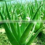 Aloe Vera Pulp thumbnail-1