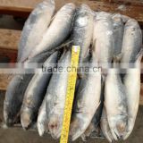 2015 Augest new caught mackerel fish whole round