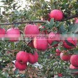 2016 Fresh Fuji Apple From China Fresh Fuji Apple Price thumbnail-4