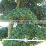 Big Live Bonsai Tree thumbnail-3