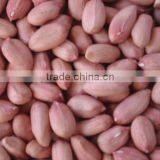 Chinese New Crop Peanuts Shandong thumbnail-1