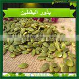 China Pumpkin Kernel High Quality Big Quantity Grade AA thumbnail-1
