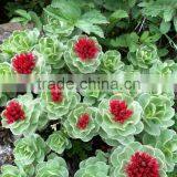 Rhodiola Rosea Root Extract Powder thumbnail-2