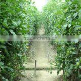 Guangzhou Lead You Seed Co., Ltd. company overview - view 3 thumbnail