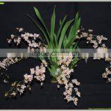 Oncidium Orchid thumbnail-1