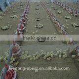 hot sales whole Poultry equipment for Broilers
