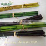 Indoor Foliage, Dracaena Sanderiana,Lucky Bamboo thumbnail-3