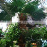 SJ2017200010 Hot Sale Fake Plastic Washington Palm Tree for Outdoor thumbnail-2