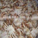 Frozen Sand Crab Whole thumbnail-2
