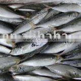 Frozen Mackerel Fish thumbnail-1
