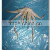 Fresh Frozen Illex Argetninus Squid Tentacles thumbnail-2