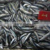 Bait for Feeding thumbnail-1