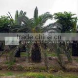 phoenix canariensis cold hardy palm trees