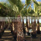 Washingtonia Robusta Palm Tree thumbnail-1