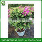 Bougainvillea spectabilis height 50cm