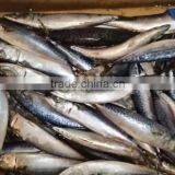 Whole Round Frozen Food Mackerel Fish 6-8pcs/kg Newly Caught for Market thumbnail-4