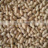 Peanut Producer Peanut in Shell 2012 Crop thumbnail-1