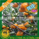 Mandarine orange in bulk