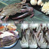 Frozen Crab