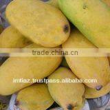 Pulpy Sindhri Mango From Pakistan
