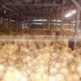 Indian Matured High Quality thumbnail-5