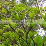 Tabebuia Pentaphylla thumbnail-2