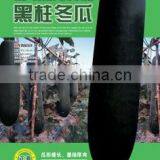 Black Gourd Big Vegetable Seeds High Quality Seeds thumbnail-3