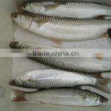 Frozen Grey Mullet Whole Round thumbnail-1