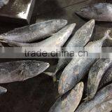 Best Quality Reasonable Price Frozen Bonito Sarda Sarda thumbnail-3