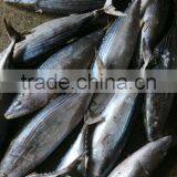 Euthynnus Lineatus Skipjack Tuna Whole Round 1.8kg+ thumbnail-1