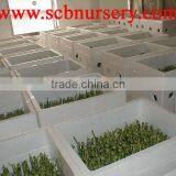 Lucky Bamboo Dracaena Sanderiana thumbnail-1