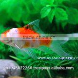 Comet Fish Farm For Sale and Export thumbnail-2