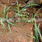 Cyperus Rotundus thumbnail-4
