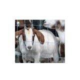 2011 Newst Prairie Fence Wire Mesh With Professional Manufacturers thumbnail-1