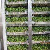 Hydroponics Animal Fodder Machine Green Feed Livestock Fodder Sprout Machine Hydroponic Fodder System thumbnail-2