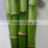 Indoor Plants 50cm Straight Lucky Bamboo Decorative Plant thumbnail-4