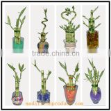 different style spiral lucky bamboo