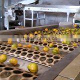 Bulk Navel Orange Fruits for Sale thumbnail-2
