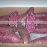 Fresh Sweet Potato Yellow Potato thumbnail-6