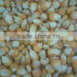 Yellow Corn thumbnail-1