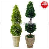 New Potted Boxwood Topairy Preserved thumbnail-1