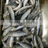 Frozen Sardinella Fish (Sardinella Longiceps) WR for Canning thumbnail-1