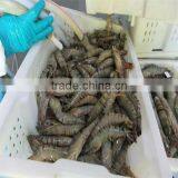Seafood and Farm White Shrimp thumbnail-1